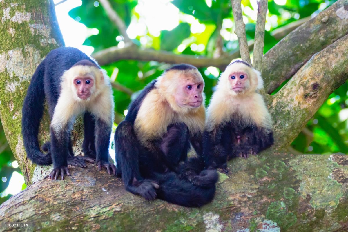 Actividades y excursiones — Costa Rica