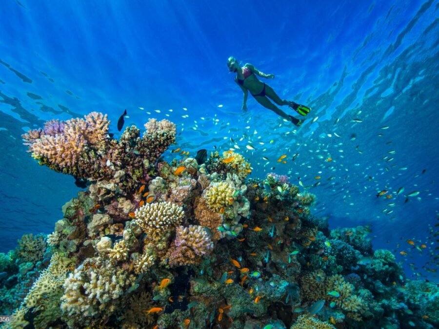 Snorkeling on the Caribbean reef, Costa Rica