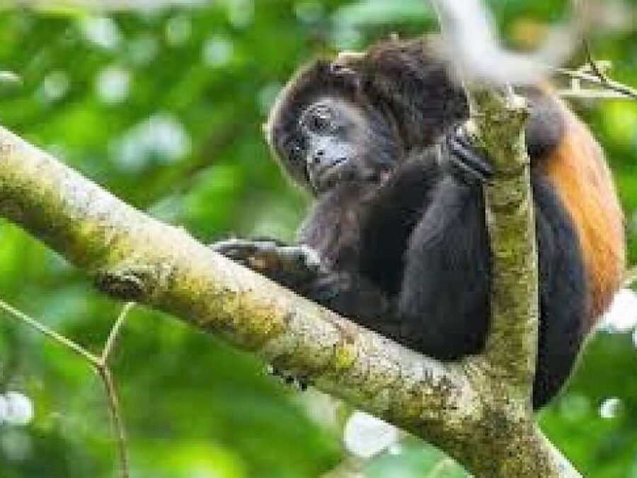 Wildlife near Dominical, Costa Rica