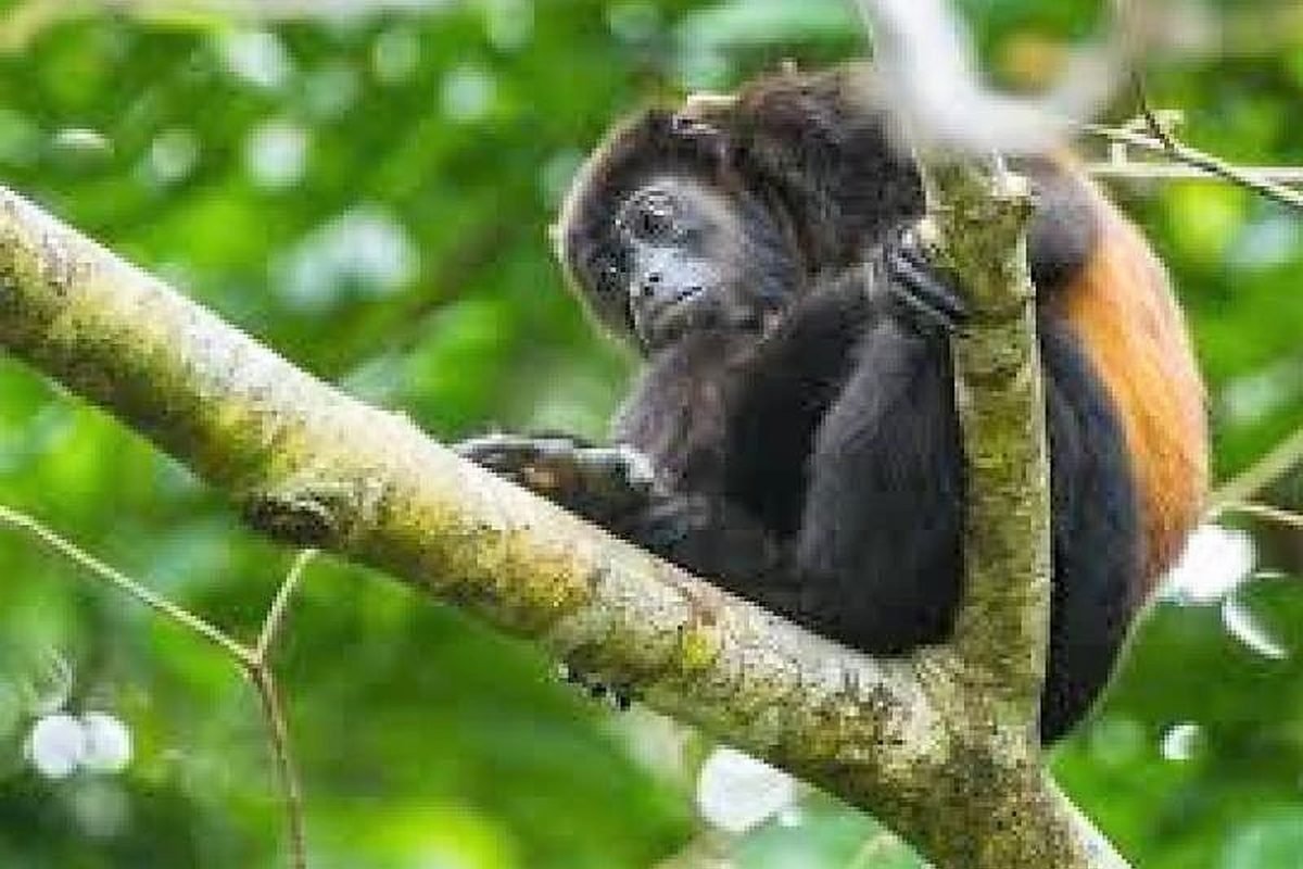 Costa Rica wildlife and tropical scenery near Dominical