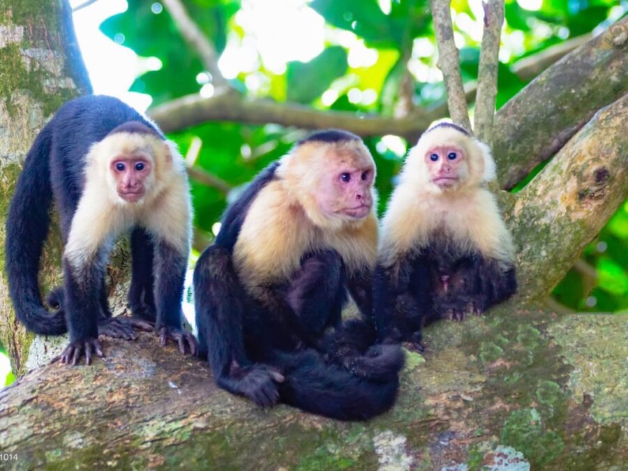 Capuchin monkeys in Manuel Antonio
