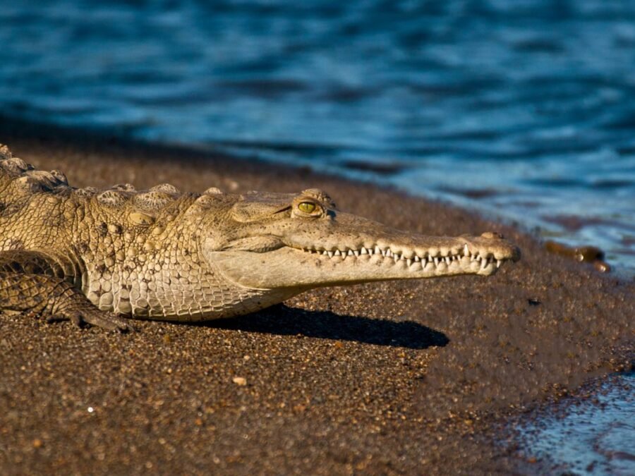 Las Baulas National Park, Tamarindo